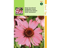 2 stuks - Hortitops - Echinacea Rudbeckia Purpurea