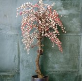 Salix Boom - bloeiende wilg - 150 cm -