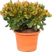Plante en boîte - Crassula ovata 'Sunset' M - Plante d'intérieur - Plante succulente - ⌀ 17 cm - Hauteur 30-35 cm