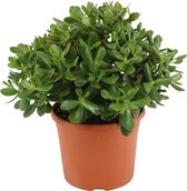 Plant in a Box - Crassula ovata Minor - Vetplant - Kamerplant - Pot 17cm - Hoogte 30-35cm