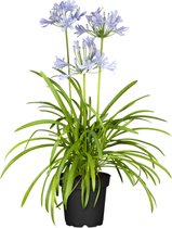 Plantenboetiek.nl | Agapanthus - Ø 19cm - Hoogte 40cm - Tuinplant - Paars