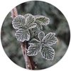 Frost Plant - Multicolour