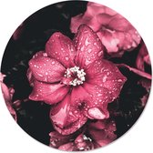 Label2X - Muurcirkel - Pinkdrip - Ø 12 cm - Forex - Multicolor - Wandcirkel - Rond Schilderij - Bloemen en Planten - Muurdecoratie Cirkel - Wandecoratie rond - Decoratie voor woonkamer of slaapkamer