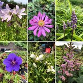 Borderpakket vaste planten: Roze, blauw en wit - Halfschaduw - 18 stuks - P9 Pot (9 x 9cm) - Dima Vaste Planten