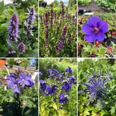 Plantes vivaces XL Border: ' Blue paradise' - 21 pièces - 3m2 - Soleil - Pot P9 (9 x 9cm) - Dima Vaste Planten