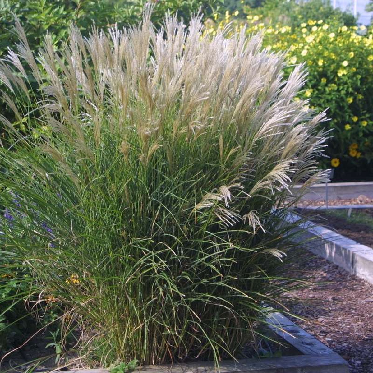 6 x Prachtriet met Pluim - Hoog Siergras Winterhard - Miscanthus sinensis 'Kleine Silberspinne' in 9x9 cm pot met hoogte 5-10cm