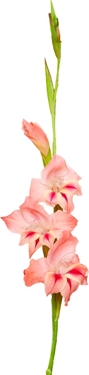 Gladiolenbollen 60 x 'Nathalie' - The Bulb Farmers - Zomer - NL gekweekt - Gladiolen Bollen - Bloembollen