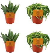 Plantenboetiek.nl | 2x Aloe Paradisicum + 2x Chlorphytum Bonnie - Ø 105cm - Hoogte 10cm