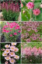 Bulbs by Brenda - Bijen en vlinder vaste planten pakket roze - 10 stuks - 6 soorten - anemone - akelei - astilbe - astrantia - zonnehoed - salvia