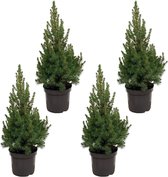 Kerstboom pakket - Picea | 4 stuks - Potmaat 19cm - Hoogte 60cm