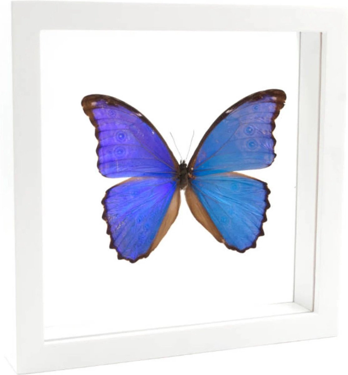 Opgezette blauwe vlinder in witte dubbelglas lijst 25x25cm - Morpho didius
