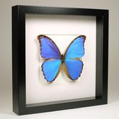 Opgezette Blauwe Vlinder in Zwarte Lijst 25x25cm - Morpho Didius