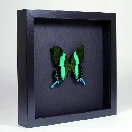 Papillon monté dans un cadre noir élégant - Papilio blumei