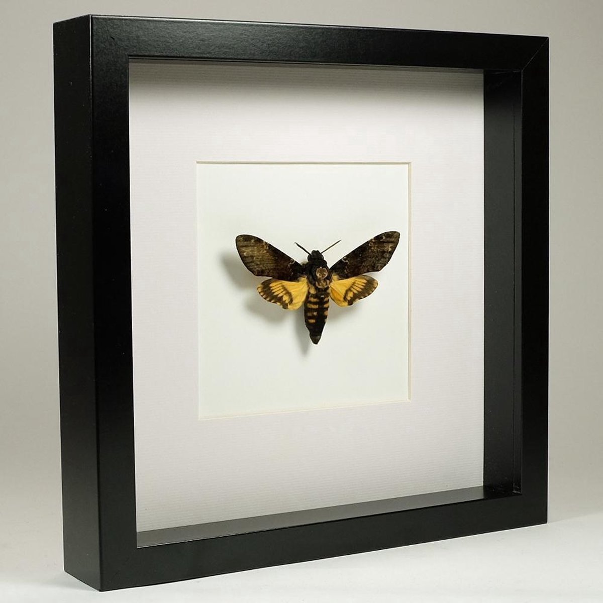 Opgezette doodshoofdvlinder in zwarte lijst 25x25 cm - Acherontia atropos