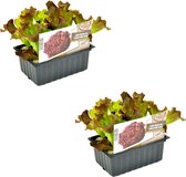 Sla - Rode krulsla - Lollo Rossa planten - 12 planten - groenteplanten - in blokken van 4x4cm