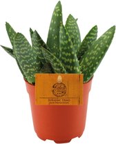 Plantenboetiek.nl | Aloe Paradisicum - Kamerplant - Hoogte 15cm - Potmaat 10,5cm