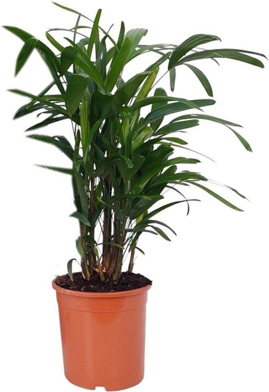 Rhapis – Excelsa – Stokpalm – Hoogte 80cm
