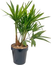 Plantenboetiek.nl | Trachycarpus Fortunei - Kamerplant - Hoogte 70cm - Potmaat 21cm