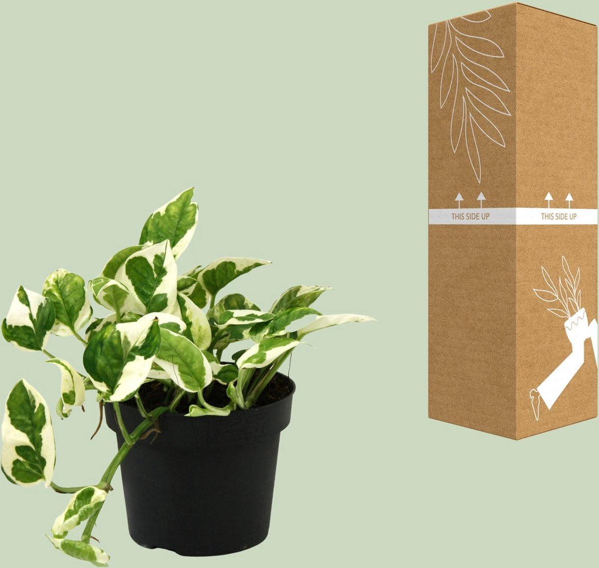 Plantenboetiek.nl | Scindapsus (Epipremnum) N'joy - Ø12cm - 15cm hoog - Kamerplant - Groenblijvend