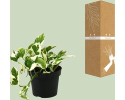 Plantenboetiek.nl | Scindapsus (Epipremnum) N'joy - Ø12cm - 15cm hoog - Kamerplant - Groenblijvend