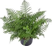 Plantenboetiek.nl | Asplenium Parvati - Kamerplant - Hoogte 55cm - Potmaat 23cm