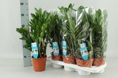 Plantenboetiek.nl | Zamioculcas Zamiifolia - Ø14cm - 45-55cm hoog - Kamerplant - Groenblijvend