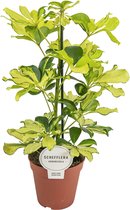 Plantenboetiek.nl | Schefflera Melanie - Kamerplant - Hoogte 45cm - Potmaat 13cm