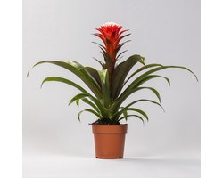 Plantenboetiek.nl | Guzmania Hope - Ø12cm - 30-40cm hoog - Kamerplant - Bloeiende kamerplant
