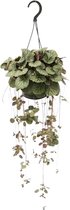 Plantenboetiek.nl | Saxifraga Stolonifera - Kamerplant - Hoogte 38cm - Potmaat 14cm