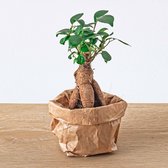 Plantenboetiek.nl | Ficus Ginseng bonsai - Microcarpa - Kamerplant - Hoogte 10cm - Potmaat 6cm