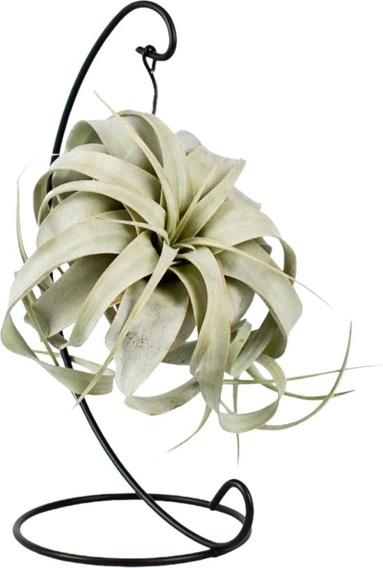 Plantenboetiek.nl | Tillandsia King Xero - Plante d'intérieur - Hauteur 23cm - Taille du pot 12cm