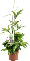 Plantenboetiek.nl | Dracaena Surculosa - Kamerplant - Hoogte 55cm - Potmaat 17cm