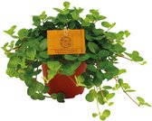 Plantenboetiek.nl | Peperomia Rotundifolia - Kamerplant - Hoogte 20cm - Potmaat 12cm