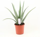 Plantenboetiek.nl | Aloe Vera - Kamerplant - Hoogte 70cm - Potmaat 24cm