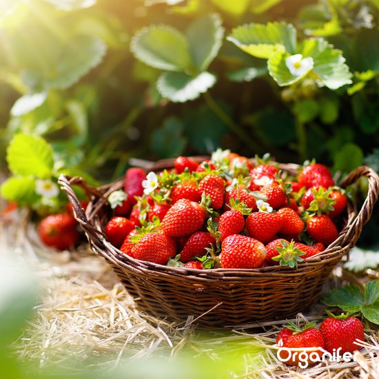 Fruit zaden kopen? Alle fruit zaden snel bezorgd Fruit zaden kopen? Alle fruit zaden snel bezorgd