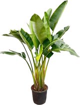 Trendyplants - Strelitzia Augusta multi stam - Paradijsvogelbloem - Kamerplant - Hoogte 190-210 cm - Potmaat Ø30cm