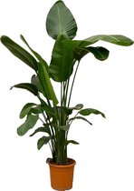Trendyplants - Strelitzia Nicolai - Paradijsvogelbloem - Kamerplant - Hoogte 240-260 cm - Potmaat Ø50cm