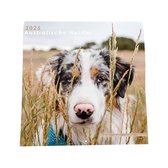 Australische Herder Kalender - 44x22cm - Nietjes kalender - 6 talen - Inclusief boorgaatje - 1 September 2024 t/m 31 December 2025