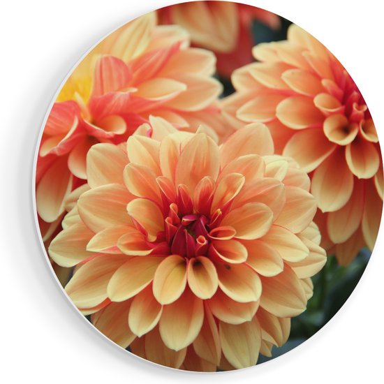 Artaza Forex Muurcirkel Oranje Dahlia Bloemen - 60x60 cm - Wandbord - Wandcirkel - Rond Schilderij - Wanddecoratie Cirkel