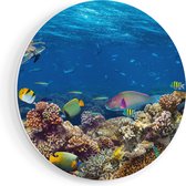 Artaza Forex Muurcirkel Vissen met Koraalrif in de Oceaan - 70x70 cm - Wandcirkel - Rond Schilderij - Wanddecoratie Cirkel - Muurdecoratie