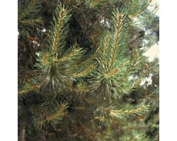 25 x Pinus sylvestris - Grove den 30- 50 cm blote wortel