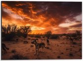 Dibond - Dieren - Honden - Landschap - Zonsondergang - Planten - 40x30 cm Foto op Aluminium (Met Ophangsysteem)
