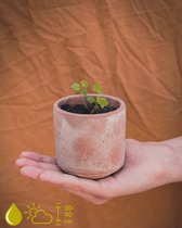 Grow your ownn kweekset - Radermachera Sinica (Slangenboom) - Kamerplant Kweekset