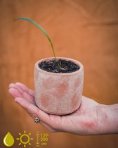 Grow your ownn kweekset - Phoenix Roebelenii (Dwergdadelpalm) - Kamerplant Kweekset