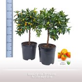 Plantenboetiek.nl | Kumquat Op Stam - Ø 21cm - Hoogte 65cm