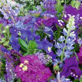 MRS Seeds & Mixtures Zomerbloemenmengsel - Blauwe Tinten – Groeihoogte: 20-80 cm – Bevat 25 bloemsoorten – Lokt bijen, hommels en vlinders
