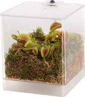 Swampworld Mini Terrarium - LED Verlichting - Vleesetende Plant - Trompetbekerplant