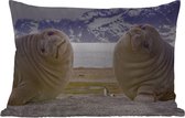Buitenkussens - Tuin - Grappig kijkende zeeolifanten - 50x30 cm