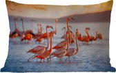 Buitenkussens - Tuin - Flamingo - Dieren - Water - Roze - 50x30 cm