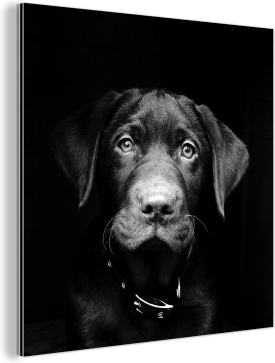 Wanddecoratie Metaal - Aluminium Schilderij Industrieel - Close-up labrador puppy tegen zwarte achtergrond in zwart-wit - 90x90 cm - Dibond - Foto op aluminium - Industriële muurdecoratie - Voor de woonkamer/slaapkamer
